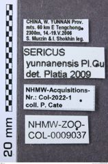 Etikett zu Sericus yunnanensis (Platia & Gudenzi, 2006)